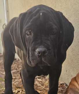 Neapolitan mastiff fashion gumtree