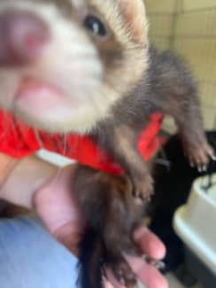 Ferrets for 2024 sale sydney