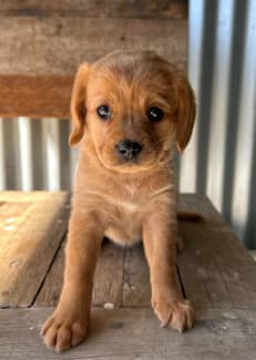 Cavador cheap puppies gumtree