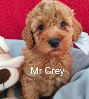 TOY/MINI GORGEOUS GROODLE PUPPIES, F1B, DNA CLEAR PARENTS