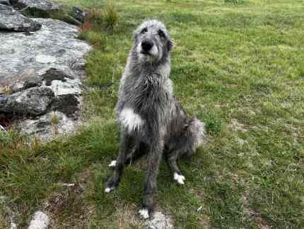 Avalon irish wolfhounds fashion