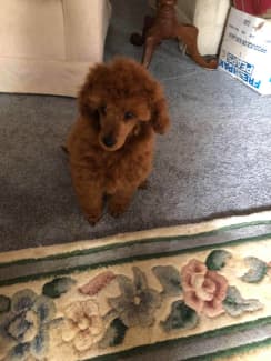 miniature poodle gumtree