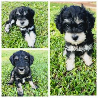 Schnoodle puppies for sale hot sale gumtree