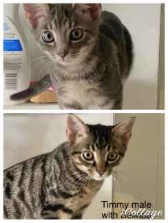 Aslan & Timmy - Perth Animal Rescue Inc vet work cat/kitten