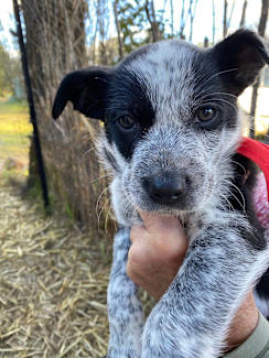 German Shepherd Cattle Dog Jack Russell X Kelpie Kelpie Heeler X