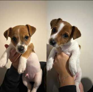 2x males Tenterfield terrier x Jack Russell pups