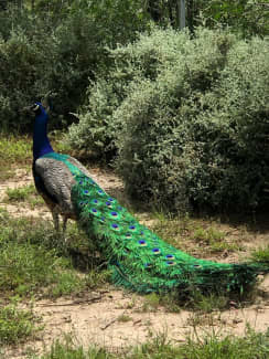 Peacocks & Peahens For Sale