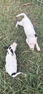 Fox terrier best sale for sale gumtree