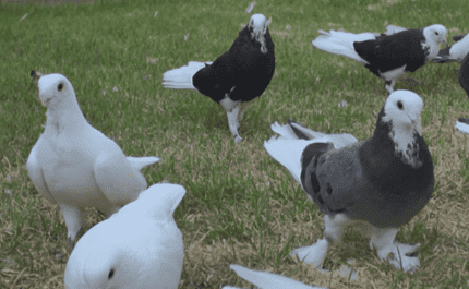 Dunek (Greek and Macedonian) pigeons
