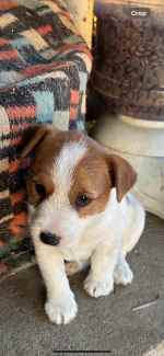 Jack Russell Terrier registered