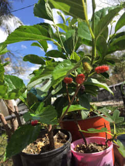 Gumtree mulberry sale