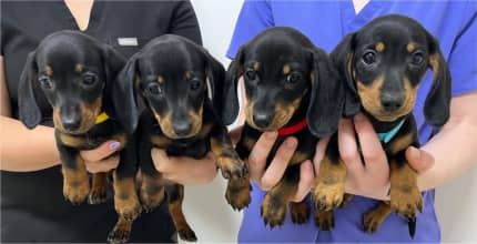 Gumtree dachshund best sale for sale