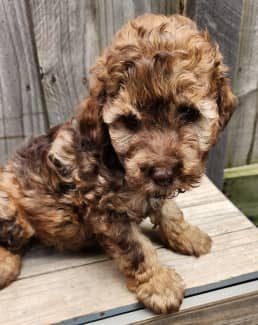 Miniature hotsell poodle gumtree