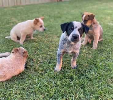 Wellington Area NSW Dogs Puppies Gumtree Australia Free