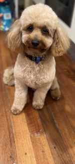 Purebred Toy Poodle 100% DNA Clear