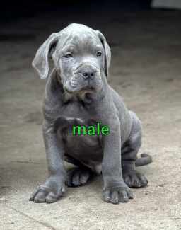 Neapolitan sales mastiff gumtree