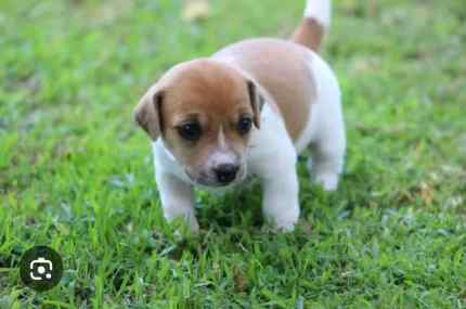 WANTING A JACK RUSSELL PUP