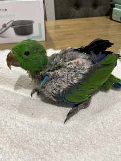 Eclectus Parrot, Male 9 weeks old