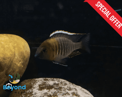 🐟✨Get Hooked on the Geophagus Winemilleri!7-9cm of Aquatic Awesomenes