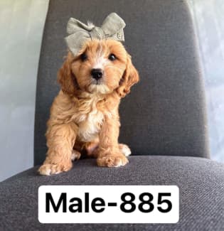 Toy 2024 cavoodle gumtree