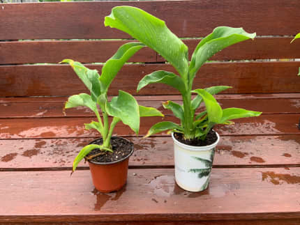 Growing Queensland Arrowroot- Canna Edulis - The Permaculture