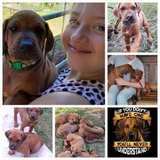 Purebred Rhodesian Ridgeback Puppies - available Now )