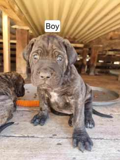 Gumtree cheap cane corso