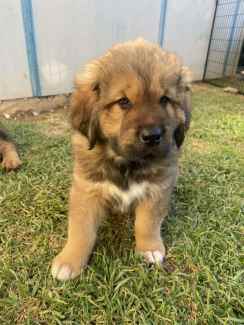 Tibetan shops mastiff gumtree