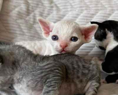 Devon rex gumtree deals