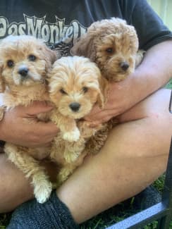 Gumtree sales cavoodle puppies