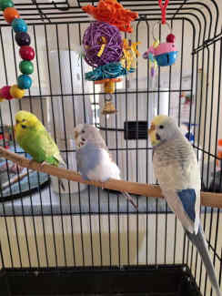 Budgies - 3 birds plus cage.