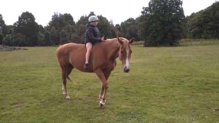 Thoroughbred Mare for Sale