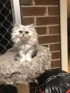 Persian best sale cat gumtree