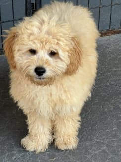 Gumtree toy cheap cavoodle