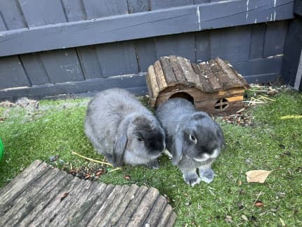 Rabbits free to store a good home