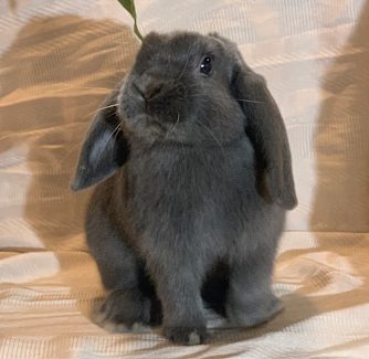 mini lop bunnies for sale melbourne