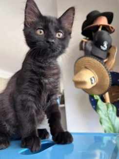 Wednesday rescue kitten SK6312 vetted-Joining Petcity Rockingham