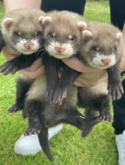 Ferrets for best sale sale gumtree