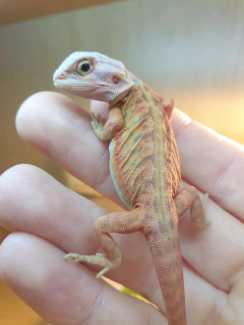 Bearded Dragons for sale