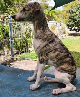 Whippet gumtree sale