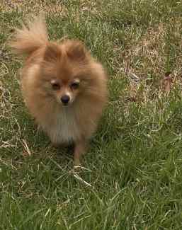 Pomeranian gumtree deals