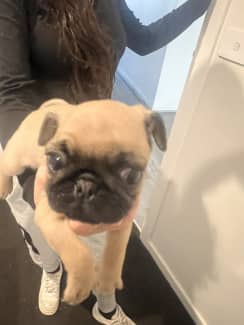 Gumtree cheap pug puppies