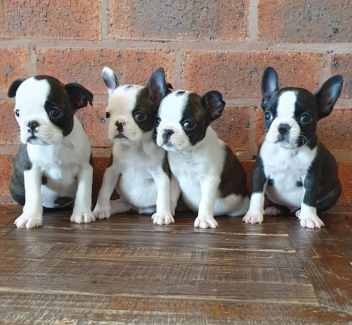 Gumtree boston terrier puppies for sale sale