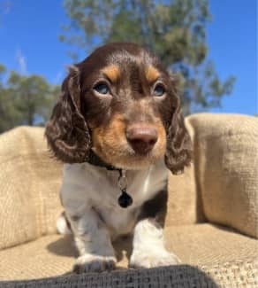 Miniature long haired silver dapple outlet dachshund