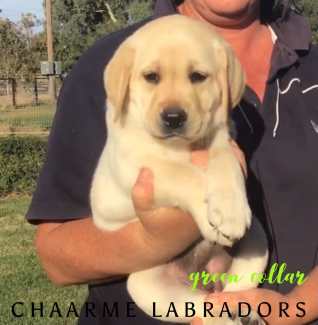 Labrador puppies for sale best sale on gumtree