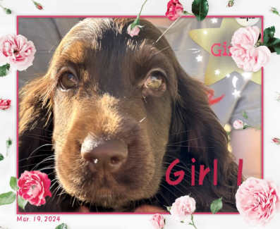 Cocker spaniel puppies sales gumtree