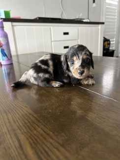 Purebred long haired dachshund