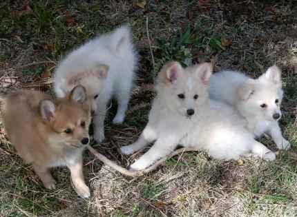Pomeranian puppies 