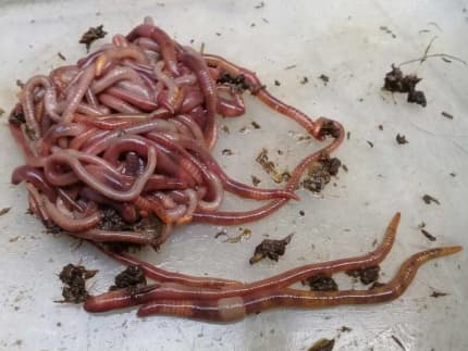 fishing worm in Queensland  Gumtree Australia Free Local Classifieds