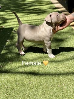 American pocket ￼bullies puppies ABKC registered ￼, Dogs & Puppies, Gumtree Australia Playford Area - Virginia